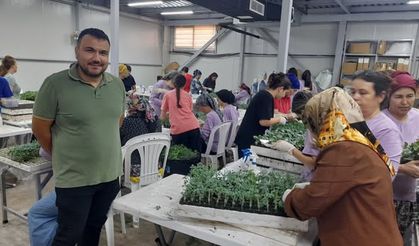 Kumluca'da 100 milyon fide toprakla buluştu