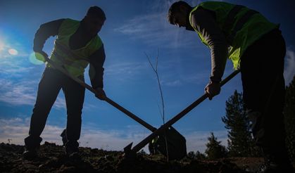 Uludağ eteklerinde oluşturulan bal ormanı arıcıları bekliyor