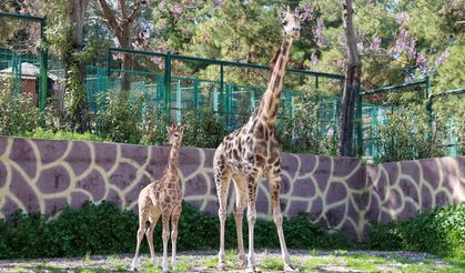 Türkiye’de Bir İlk: Gaziantep’te Yavru Zürafa Dünyaya Geldi!