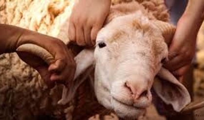 Kurbanlıkta büyük tuzak! Uzmanlardan kritik uyarı: Bunları kontrol etmeden sakın almayın