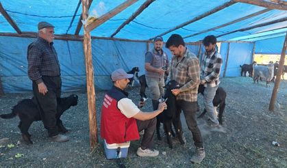Küpeleme Seferberliği: Hayvancılıkta Kayıtlılık Güçleniyor