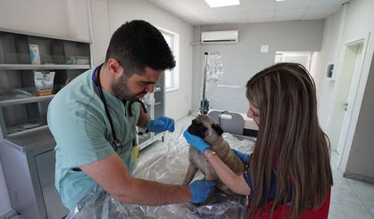 Büyükşehir ve Sahipsiz Hayvanları Koruma Birliği’nden 5 Binin Üzerinde Can Dostuna Güvenli Yaşam Alanı