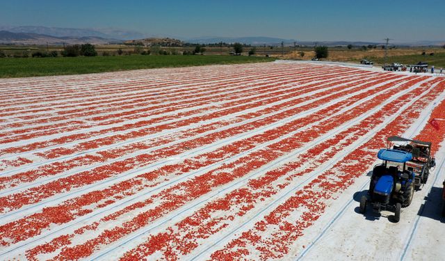 Kahramanmaraş'tan kurutulmuş domates ihracatı
