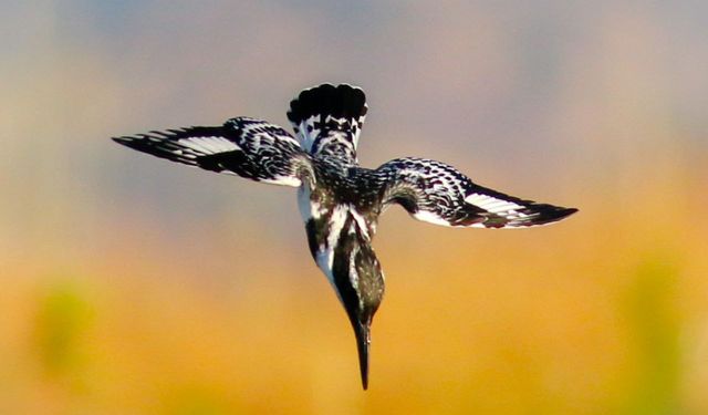 Kahramanmaraş'lı fotoğrafçı 161 ayrı kuş türü olmak üzere 9 bine yakın fotoğraf çekti