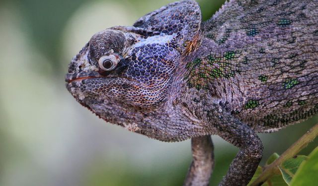 Kahramanmaraş'lı fotoğrafçı  bukalemun fotoğraflıyor 