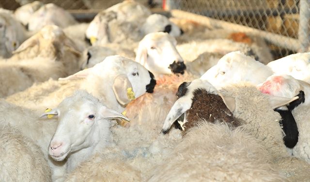 Deprem bölgesinde küçükbaş, kanatlı hayvan ve arılı kovan dağıtımı tamamlandı