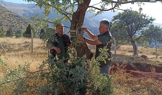 Afşin’de Arı Kovanlarına Dadanan Ayı İçin Fotokapan Yerleştirildi