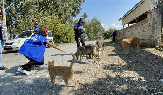 Polis ve gönüllülerden sahipsiz hayvanlara mama desteği
