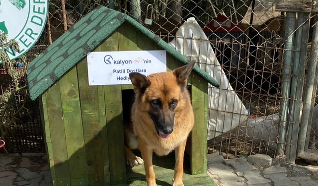 Kalyon Holding'den sahipsiz hayvanlara destek