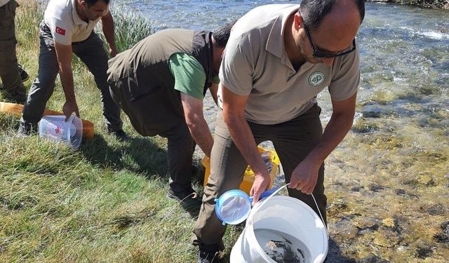 5 bin kırmızı benekli alabalık yavrusu Hurman Çayı’na bırakıldı