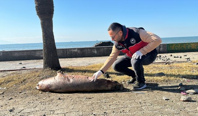 Sahilde ölü Akdeniz foku bulundu