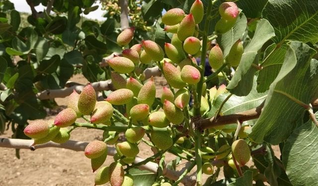 Kahramanmaraş’ta 16 dönüm fıstık bahçesi 251 bin TL’ye satılıyor