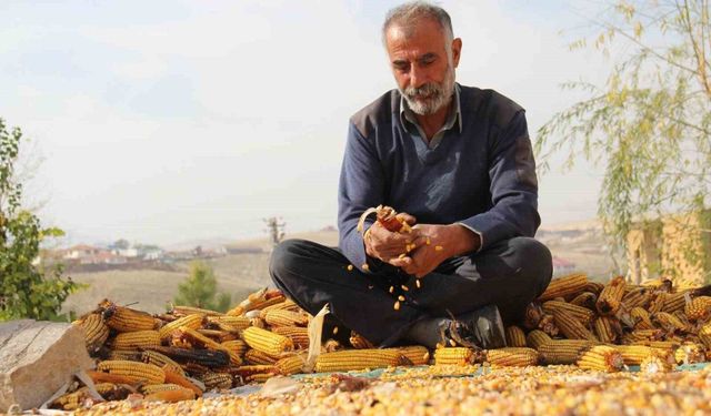 Afşin’de mısır hasatı sona erdi