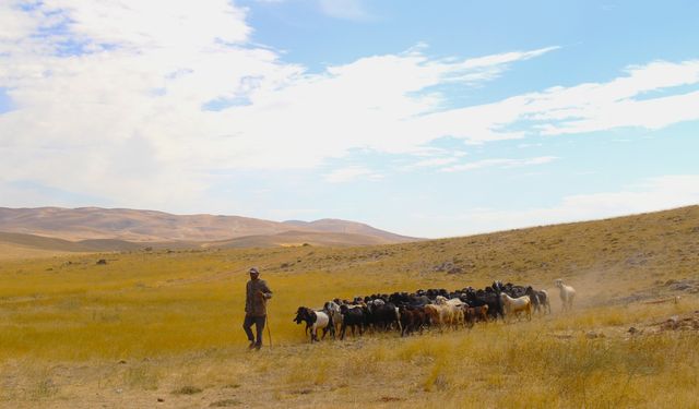 Afşin’de çobanlar sürülerini yayladan mahalleye indirdi