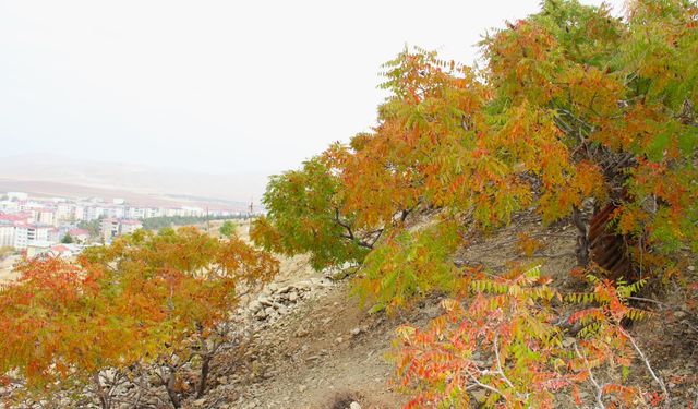 Afşin'de Sumak Ekşisi Toplandı