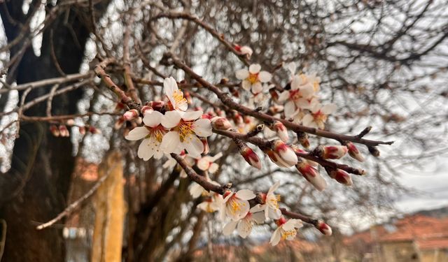 Burdur'da badem ağaçları erken çiçek açtı