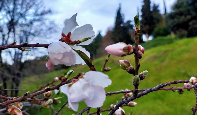 Doğu'da kış, batıda bahar: Badem ağaçları çiçek açtı