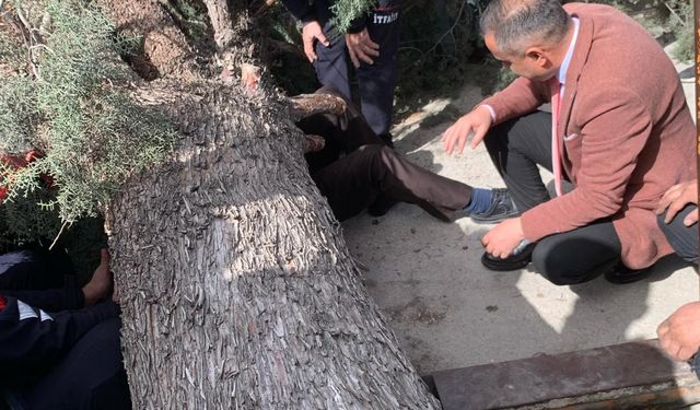 Burdur'da devrilen ağacın altında kalan belediye başkan adayı ve oğlu yaralandı