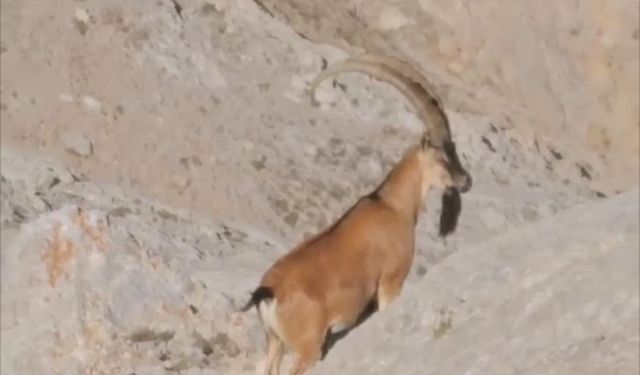 Yaban Keçileri Sürü Halinde Görüntülendi
