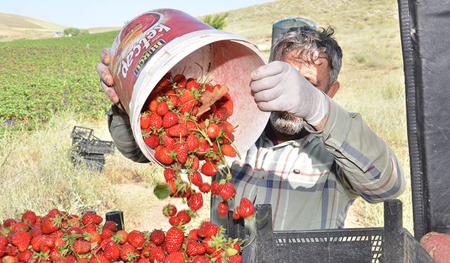 Kahramanmaraş'ın kıraç toprakları çilek üretimiyle canlanıyor