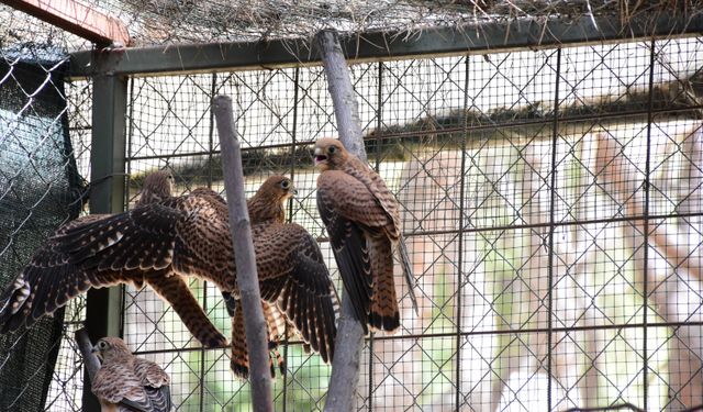 Antalya'da doğal yaşam parkına getirilen 7 kerkenez doğaya salındı