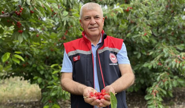 Batı Akdeniz'de yetiştirilen kirazlar yurt içi ve dışında talep görüyor