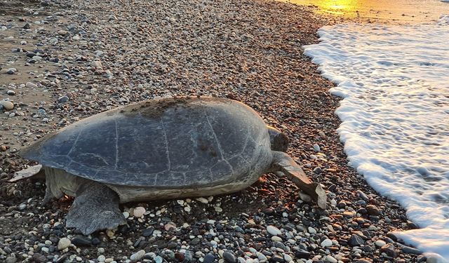 Deniz kaplumbağaları Mersin sahillerine yumurta bırakmaya başladı