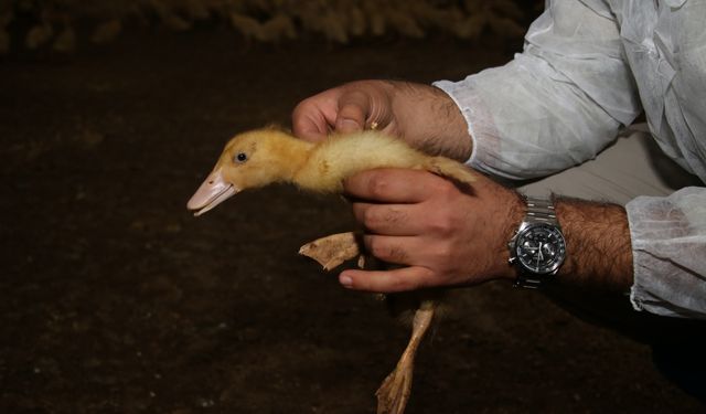 Hobi amaçlı kurduğu çiftlikte yetiştirdiği Pekin ördeğiyle ihracat hedefliyor