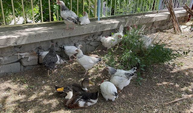 Isparta'da "Okuldaki Çiftlik Projesi" hayata geçirildi