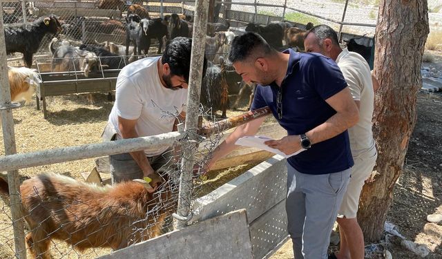 Kemer'de kurban satış ve kesim yerlerine yönelik denetimler sürüyor