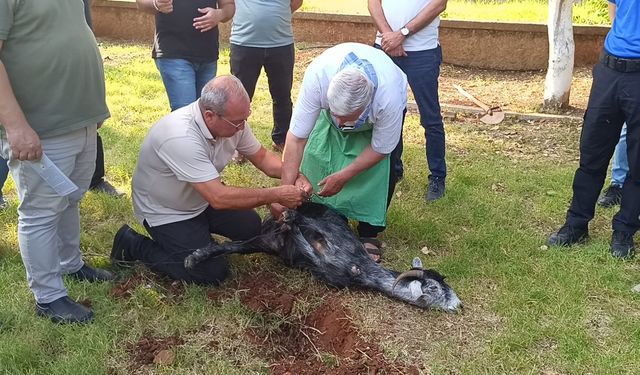 Kozan'da vatandaşlara kurban kesim eğitimi verildi