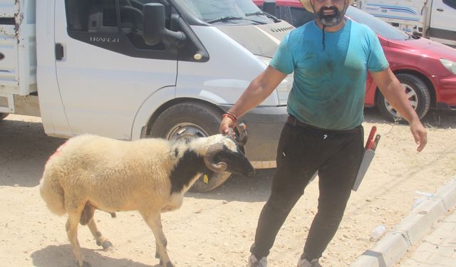 Mersin'de hayvan pazarlarında bayram yoğunluğu yaşanıyor