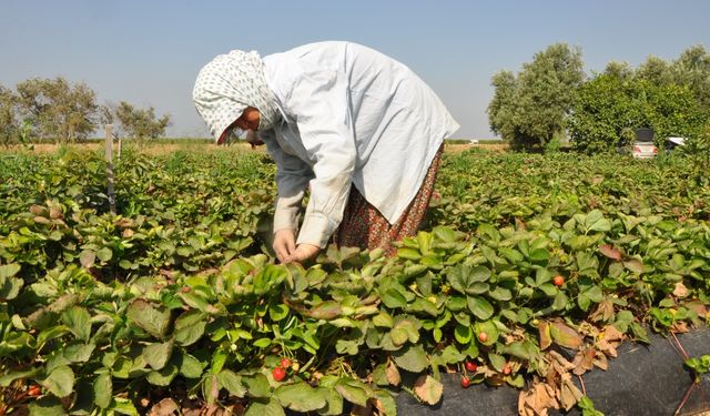 Mersin'de sıcak geçen haziran, tescilli Silifke çileğinde hasadı erken bitirecek