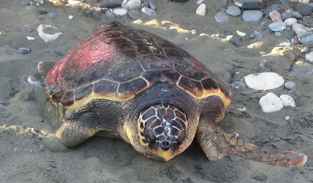 Mersin'de tedavisi tamamlanan kaplumbağa denize bırakıldı