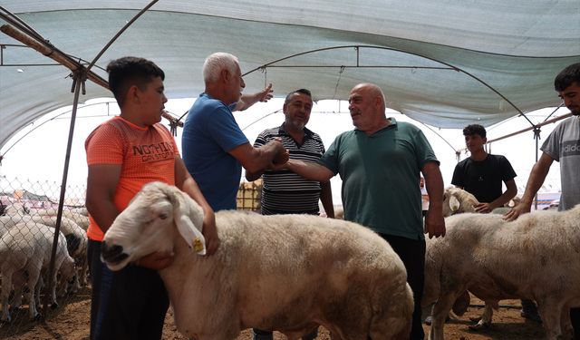 Mersin'deki hayvan pazarlarında bayram hareketliliği başladı