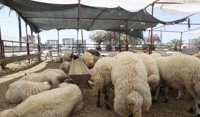 Çukurova’da kurban satış alanları denetleniyor