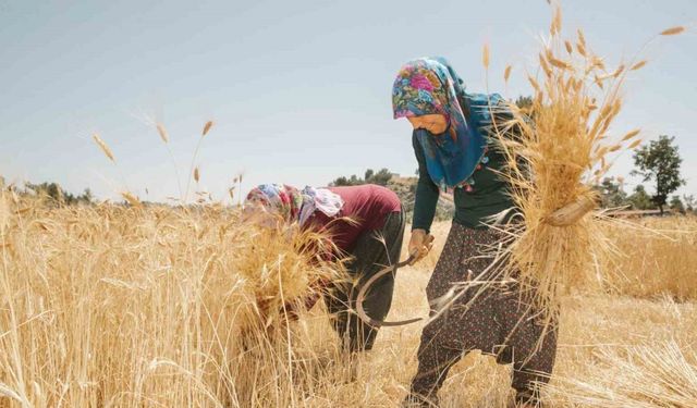 Mersin’de ata tohumlarının hasadına başlandı