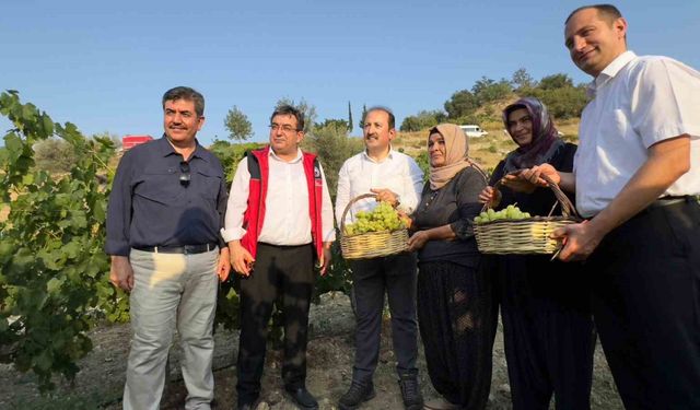 Vali bağda üzüm topladı