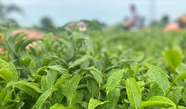 ÇAYKUR, Bu Yıl Alınan Çaydan 150 Bin Ton Kuru Çay Üretti