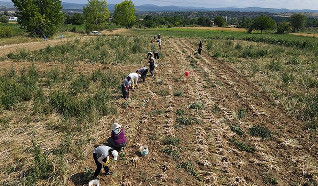 Kastamonu'da gençler harçlıklarını "beyaz altından" çıkartıyor