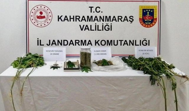 Kahramanmaraş’ta bahçede kenevir yetiştirirken yakalandı!