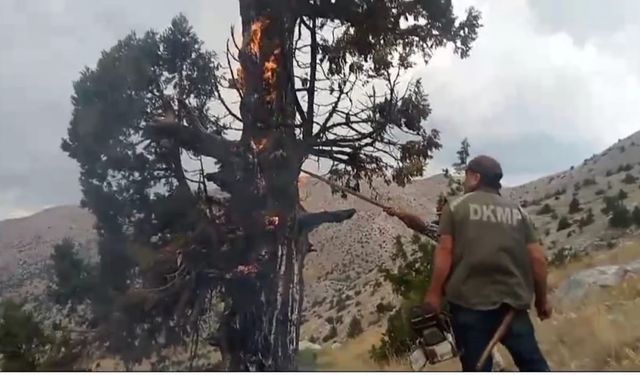 Yıldırım sonucu alev alanı ağaç söndürüldü