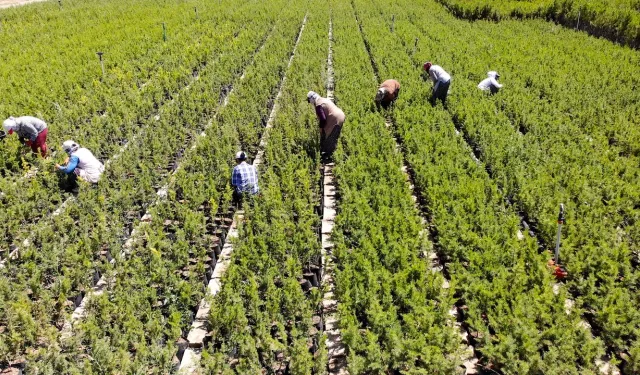 Kahramanmaraş'ta yetiştirilen fidanlar yanan ormanlık alanları yeşillendirecek