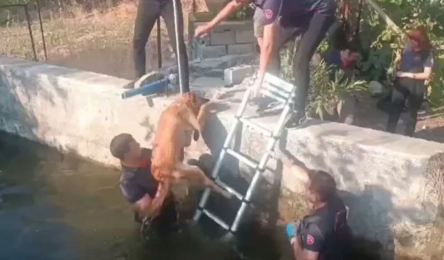 Kahramanmaraş'ta havuza düşen köpek kurtarıldı