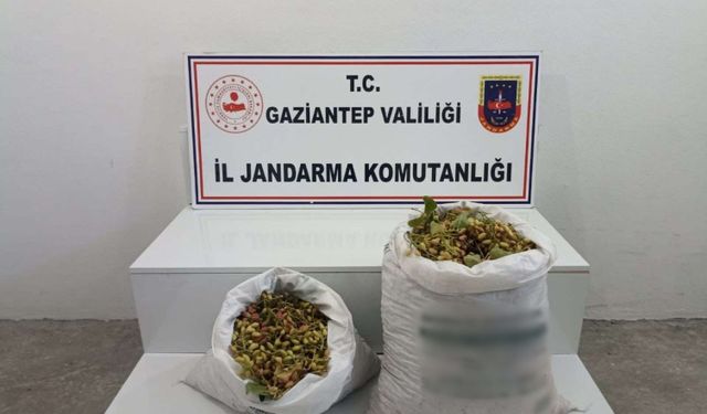 Jandarma ekipleri fıstık nöbetinde