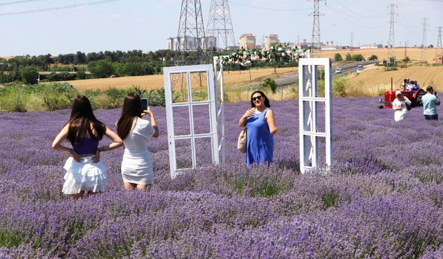 Lavanta tarlaları Tekirdağ'ın turizmine önemli katkı sunuyor