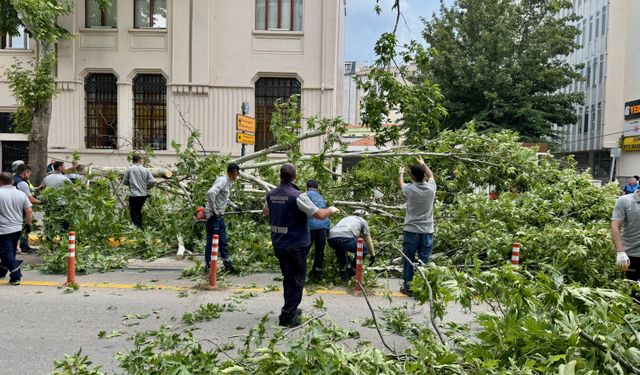 Eskişehir'de caddeye devrilen ağaç yolu kapattı