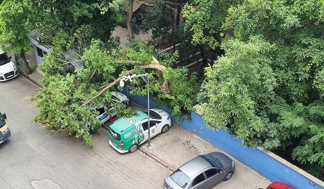 Siirt'te kuvvetli rüzgar ağaçları devirdi