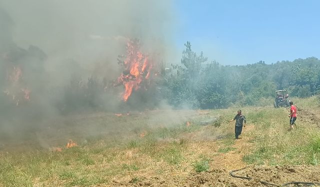 Adana'da çıkan anız yangını zeytinlik ve ormanlık alana sıçradı