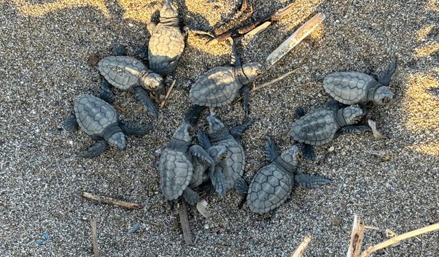 Alanya'da yuvalarından çıkan caretta caretta yavrularının denize yolculuğu görüntülendi